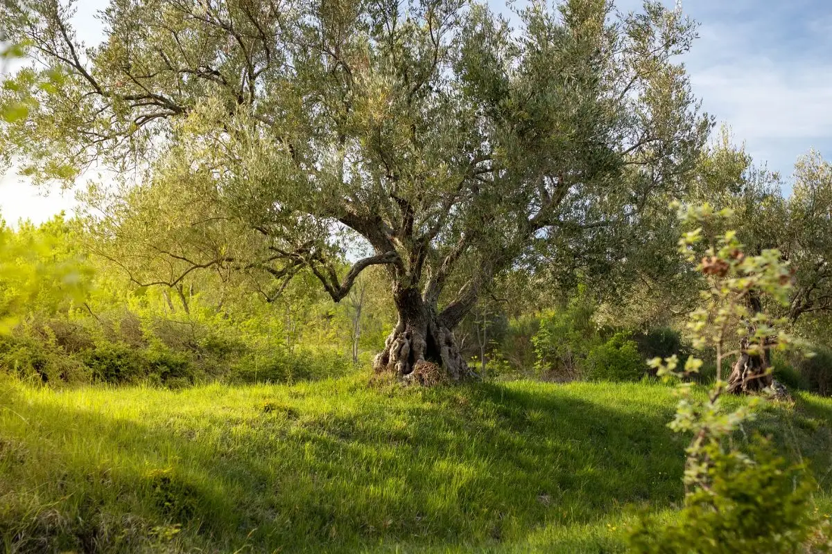 Immagine selezionata