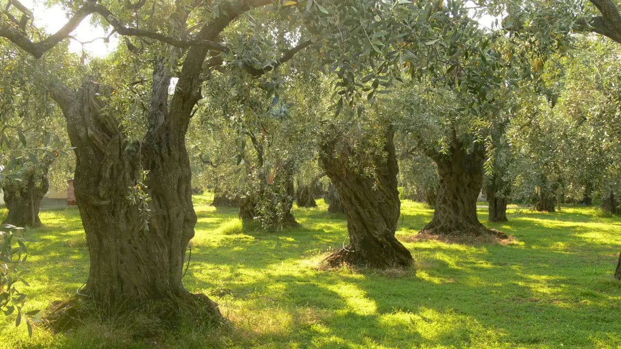 Immagine selezionata